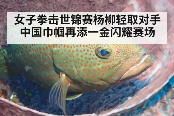女子拳击世锦赛杨柳轻取对手 中国巾帼再添一金闪耀赛场